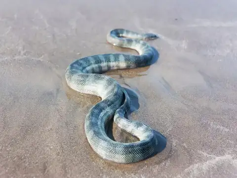 Beaked sea snake