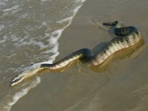 Stokes' sea snake