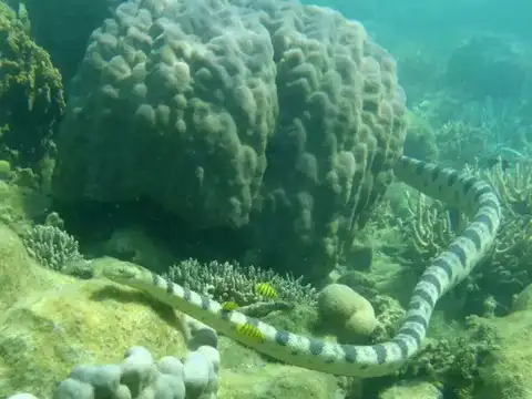 Yellow-lipped sea Krait