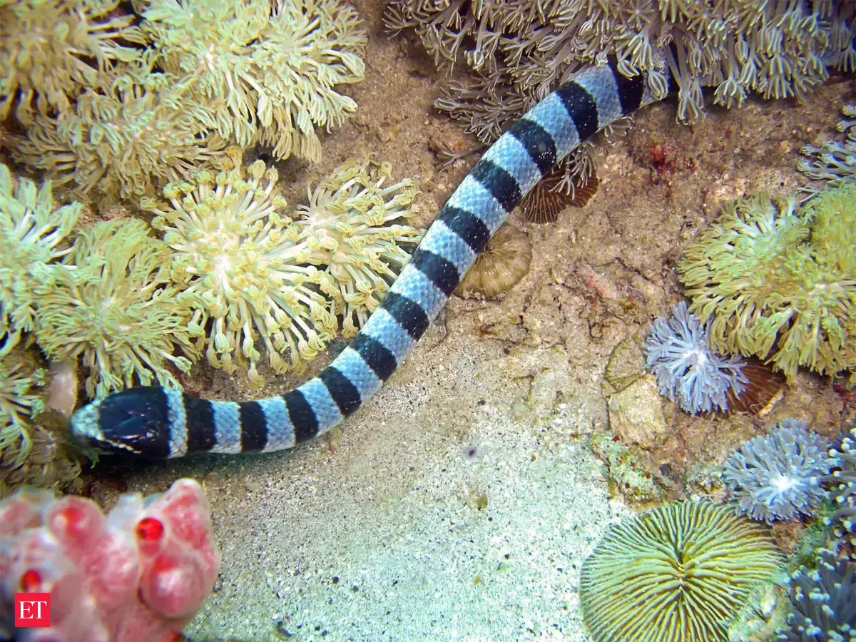 Dubois' reef sea snake - Think the King Cobra is deadly? These 7 sea ...