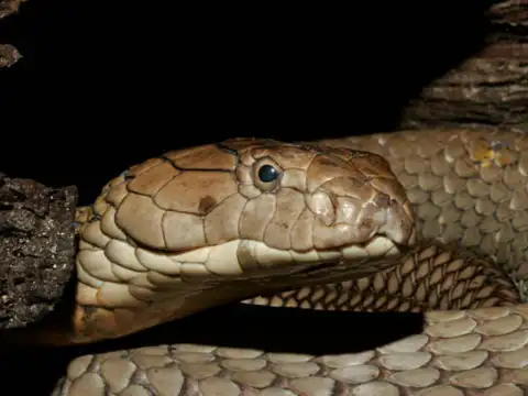 King cobra venom may have medical benefits