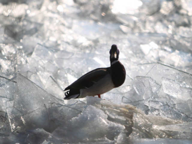 A duck on the frozen river