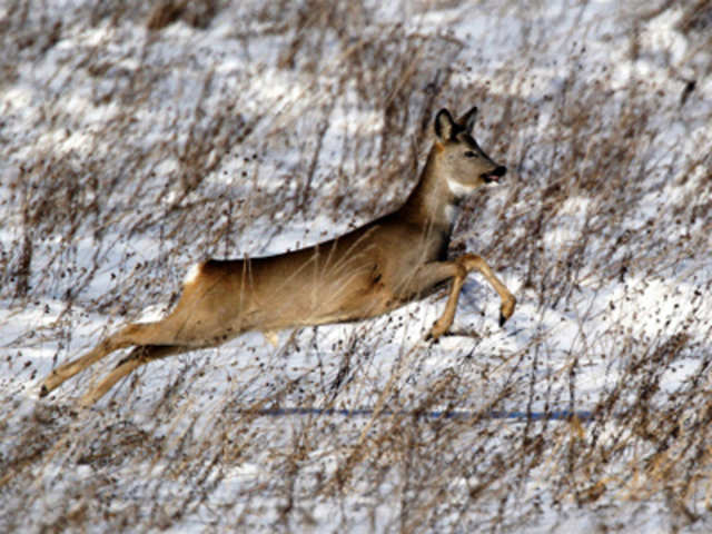 Deer runs in a snow covered field