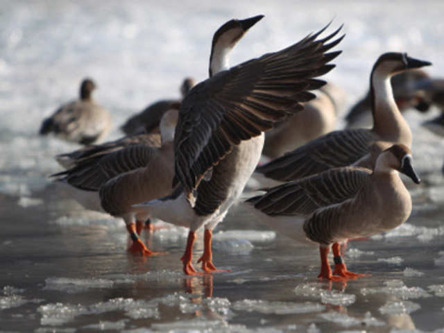 Wild geese on the frozen river Neckar