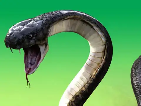 Snake-Eaters