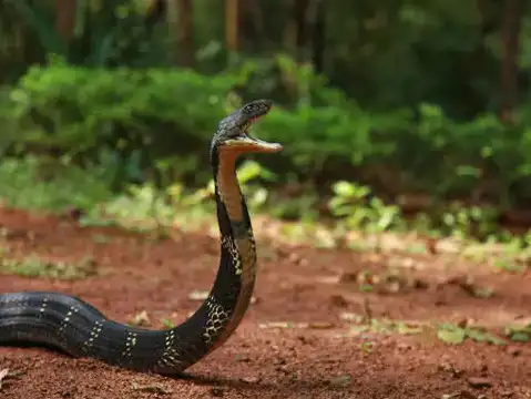 Deadly Venom