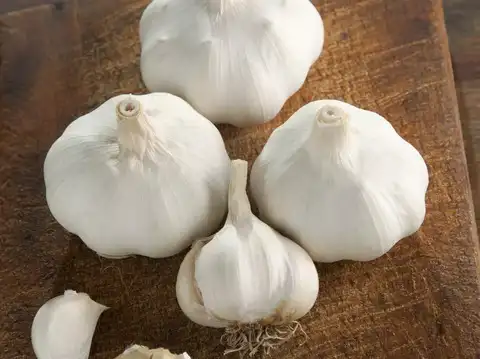Garlic