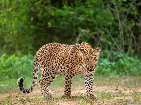 Leopard