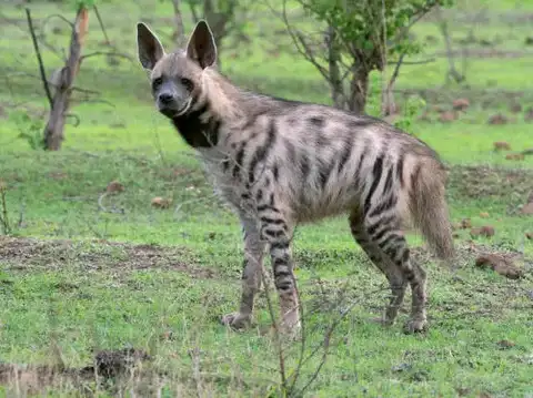 Striped Hyena