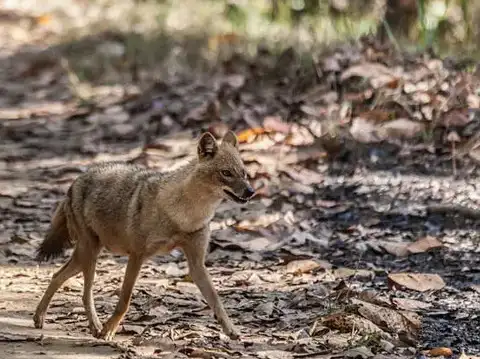 Golden Jackal