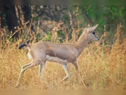 Chinkara (Indian Gazelle)
