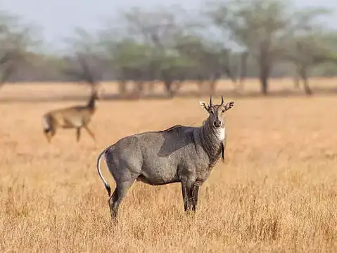 Nilgai (Blue Bull)