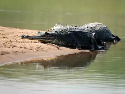 Mugger Crocodile