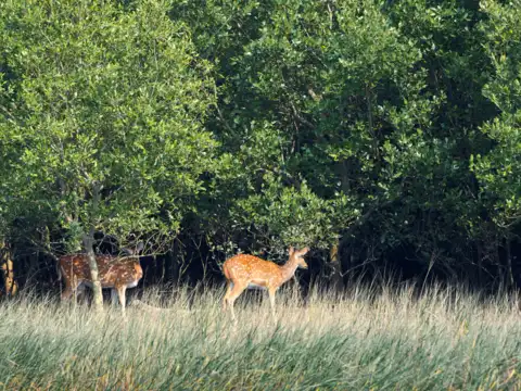 Sundarbans National Park, West Bengal