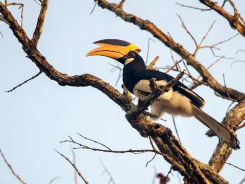 Dandeli Wildlife Sanctuary, Karnataka