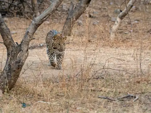 Jhalana Leopard Safari, Rajasthan