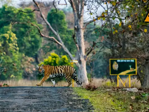 Tadoba-Andhari Tiger Reserve, Maharashtra