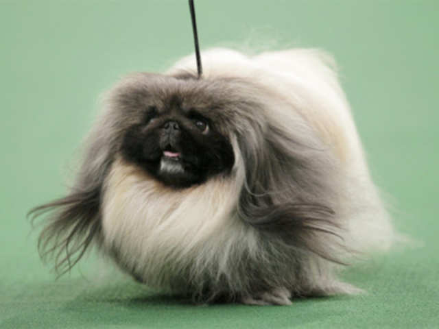 The annual Westminster Kennel Club dog show in New York