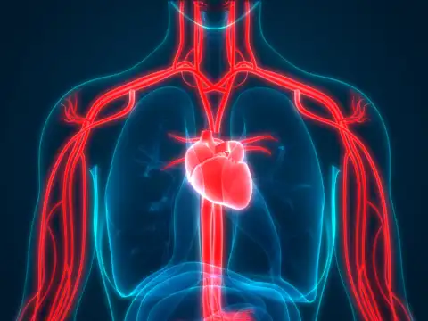 Improves Blood Circulation