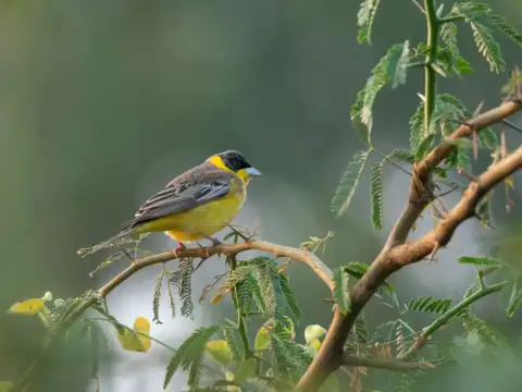 Nal Sarovar Bird Sanctuary, Gujarat