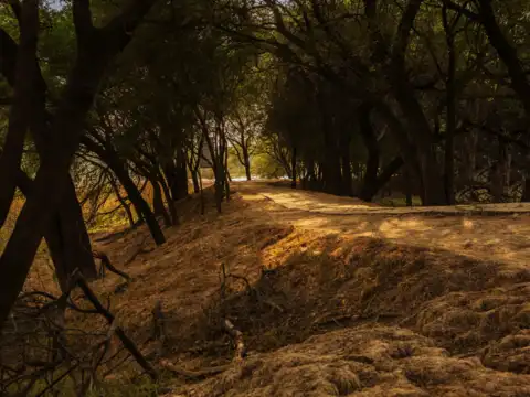 Sultanpur Bird Sanctuary, Haryana