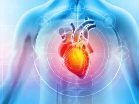Supports Heart Health