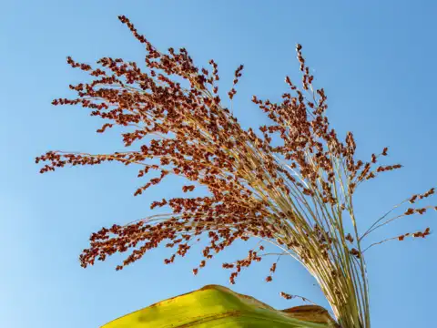 Ragi: The secret to long-lasting energy