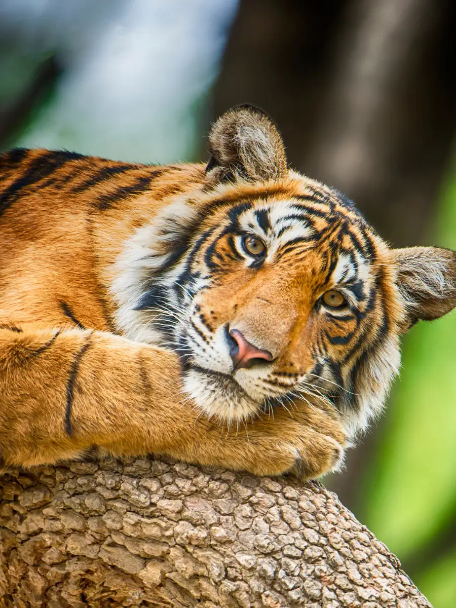 8 animals with the most unique patterns in nature | EconomicTimes