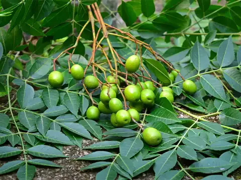 Boosts immunity