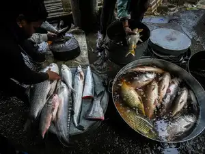 Fish prices suddenly surge in Bengaluru; supply chains stretched, buyers & sellers both feel the heat