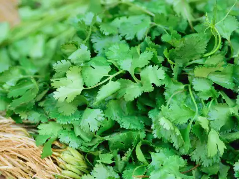 Coriander Leaves