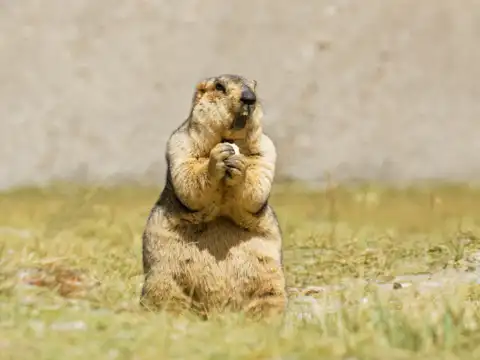 Himalayan Marmot &ndash; The Playful Rodent