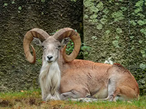 Ladakh Urial &ndash; The Wild Sheep