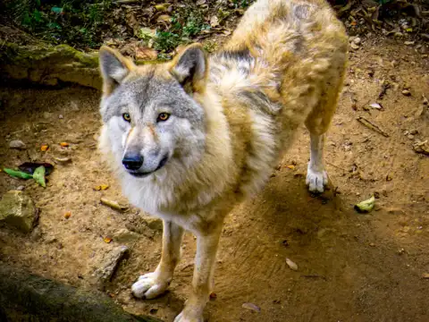 Tibetan Wolf &ndash; The Apex Predator