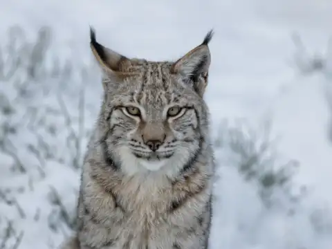 Eurasian Lynx &ndash; The Stealthy Hunter