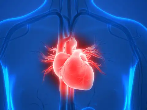 Boosts Cardiovascular Health
