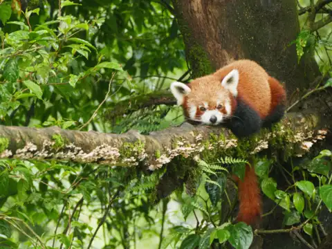 Dibang Wildlife Sanctuary, Arunachal Pradesh