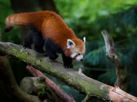 Namdapha National Park, Arunachal Pradesh