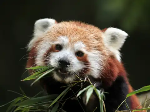 Khangchendzonga National Park, Sikkim