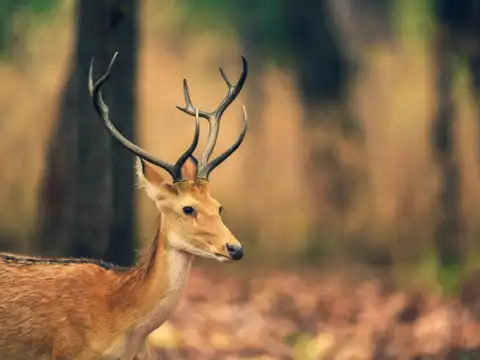Kanha National Park, Madhya Pradesh