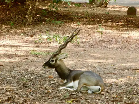 Guindy National Park, Chennai, Tamil Nadu