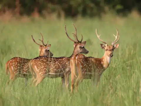 Deer Park, Silvassa, Dadra and Nagar Haveli