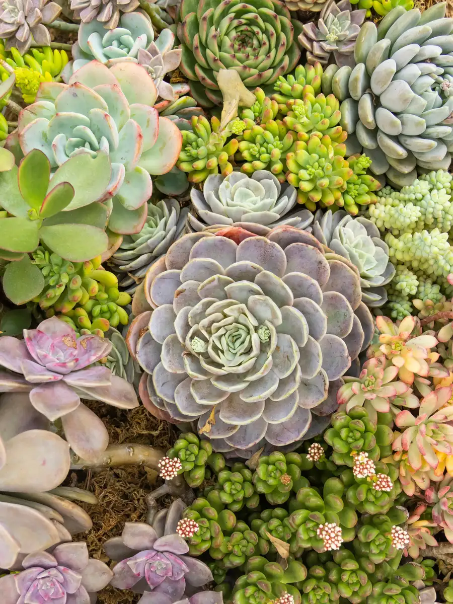 8 beginner-friendly succulents that survive Indian summers