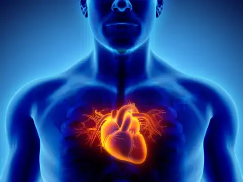 Supports Heart Health
