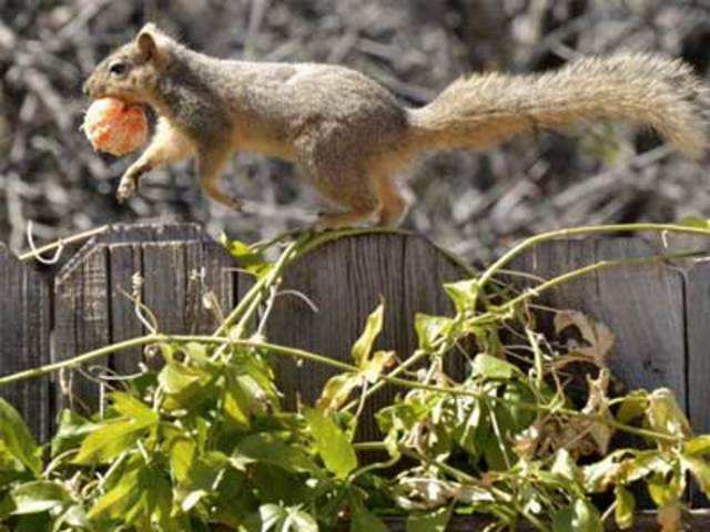 Squirrel runs with a tangerine
