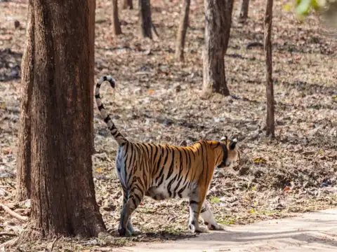 Pench National Park, MP & Maharashtra