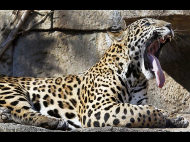 'Lucha' the jaguar cub