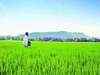 GoM approves new urea investment policy