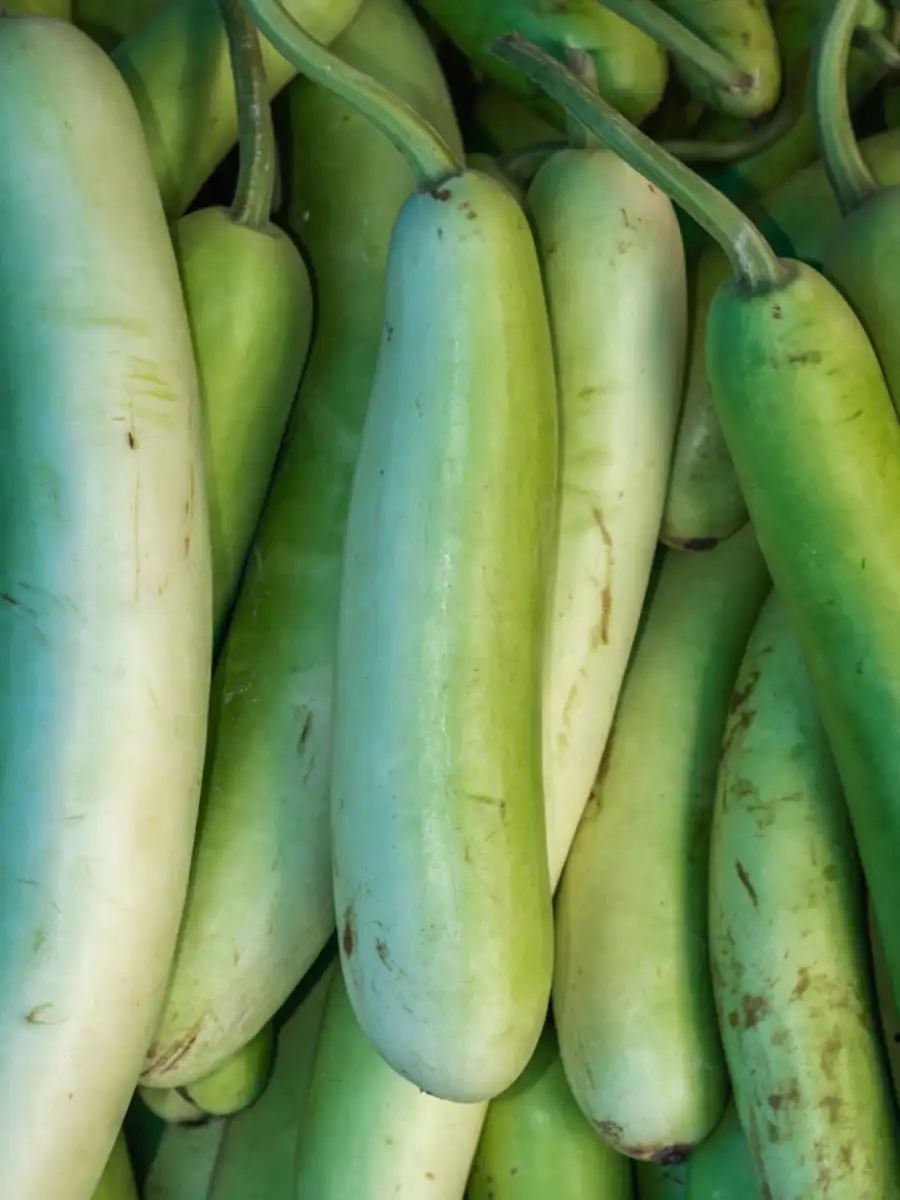 8 reasons to add lauki to your summer diet | EconomicTimes