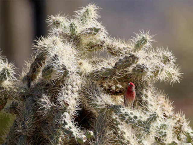 Bird rests on a cactus